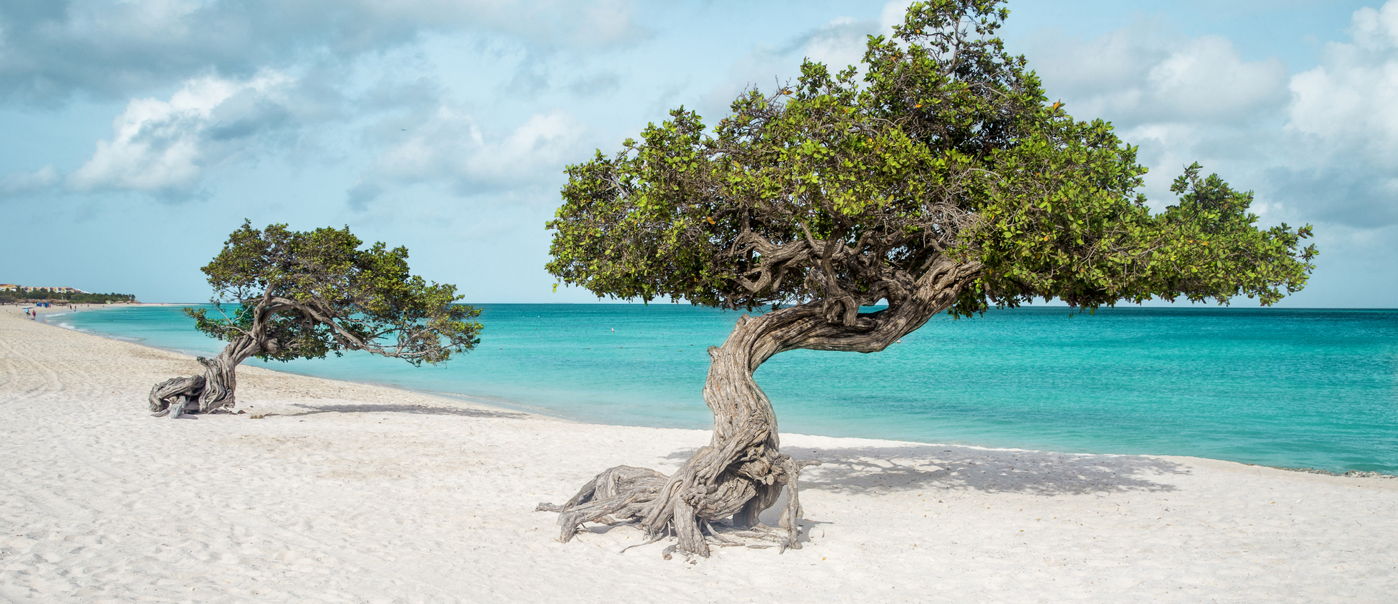 Divi divi tree on Eagle beach