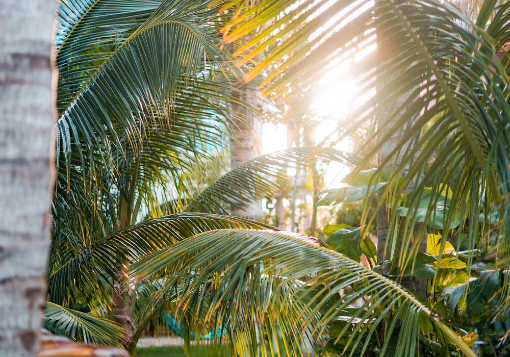 Lush Gardens at Boardwalk Boutique Hotel Aruba