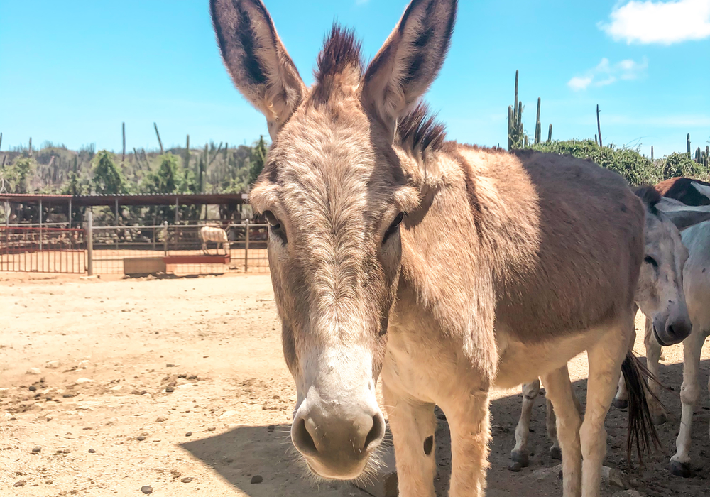 Donkey scantuary