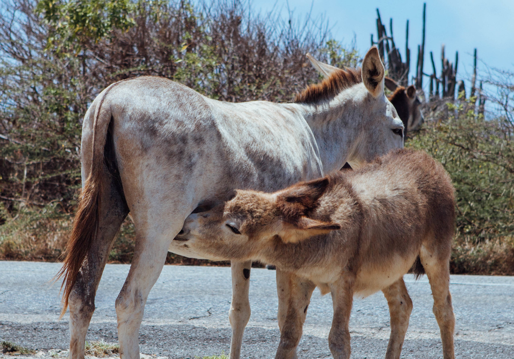 Wild donkeys 