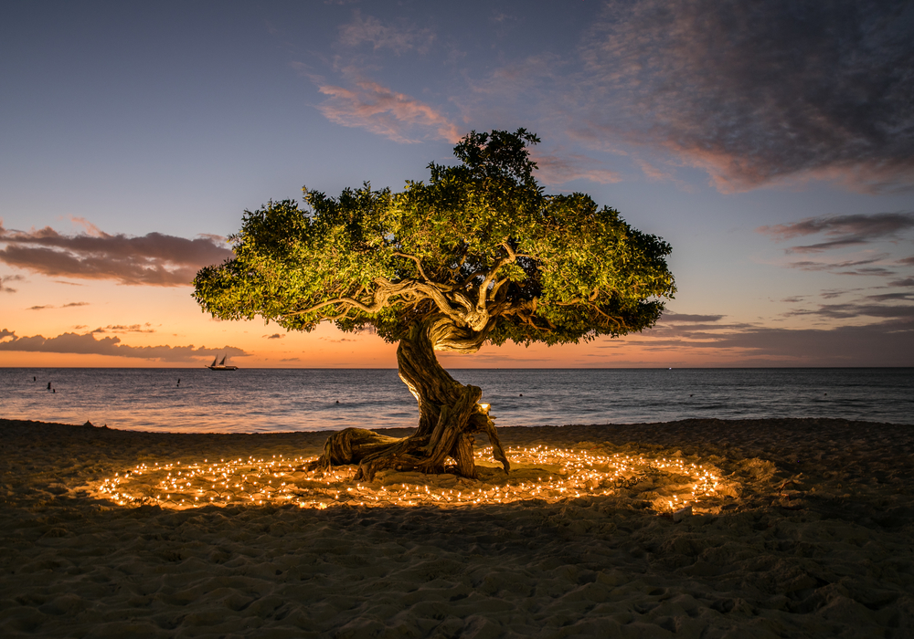 Divi-divi with Christmas lights 