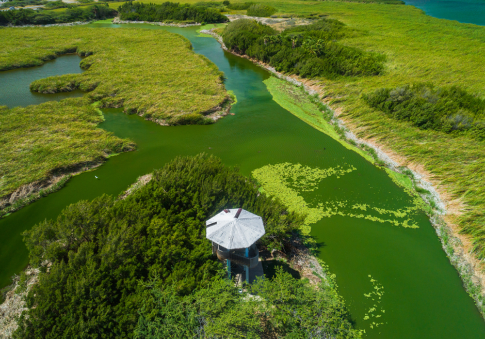 Bubali bird sanctuary