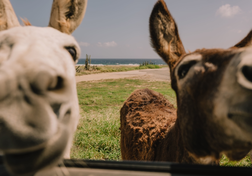 Donkeys on the way to Baby Beach Aruba