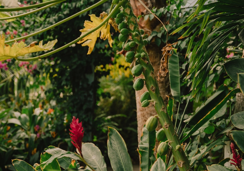 Tropical garden