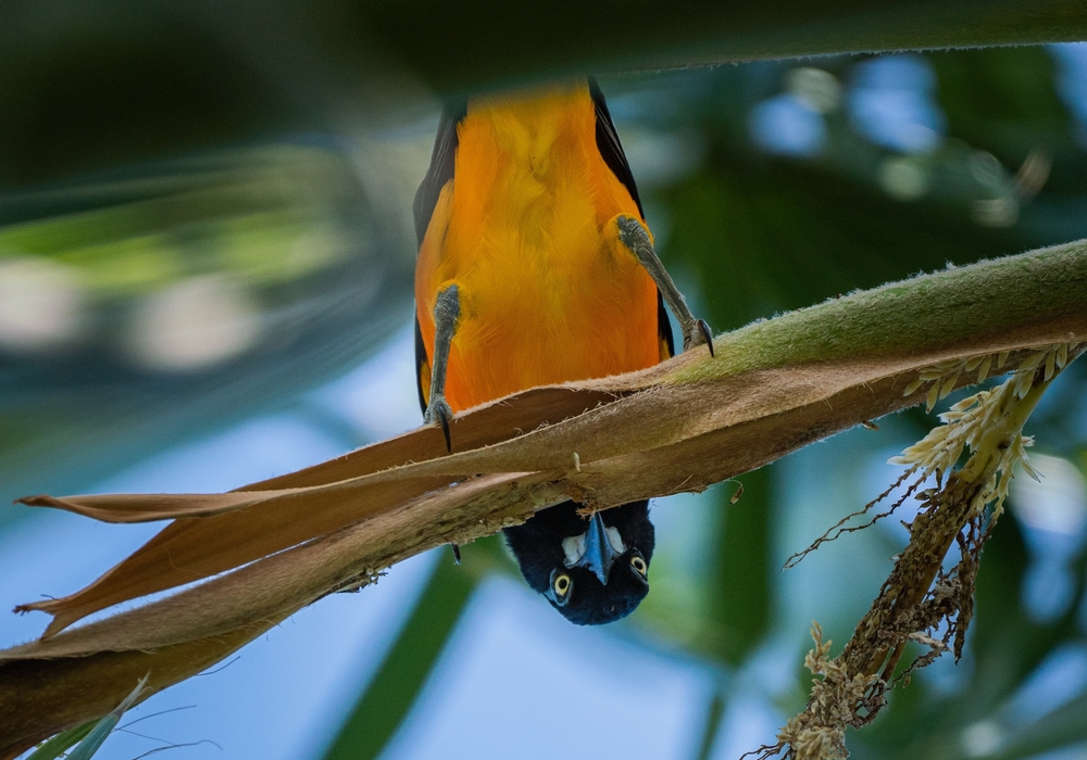 Close-up of a vibrant orange and black tropical bird perched upside down on a branch
