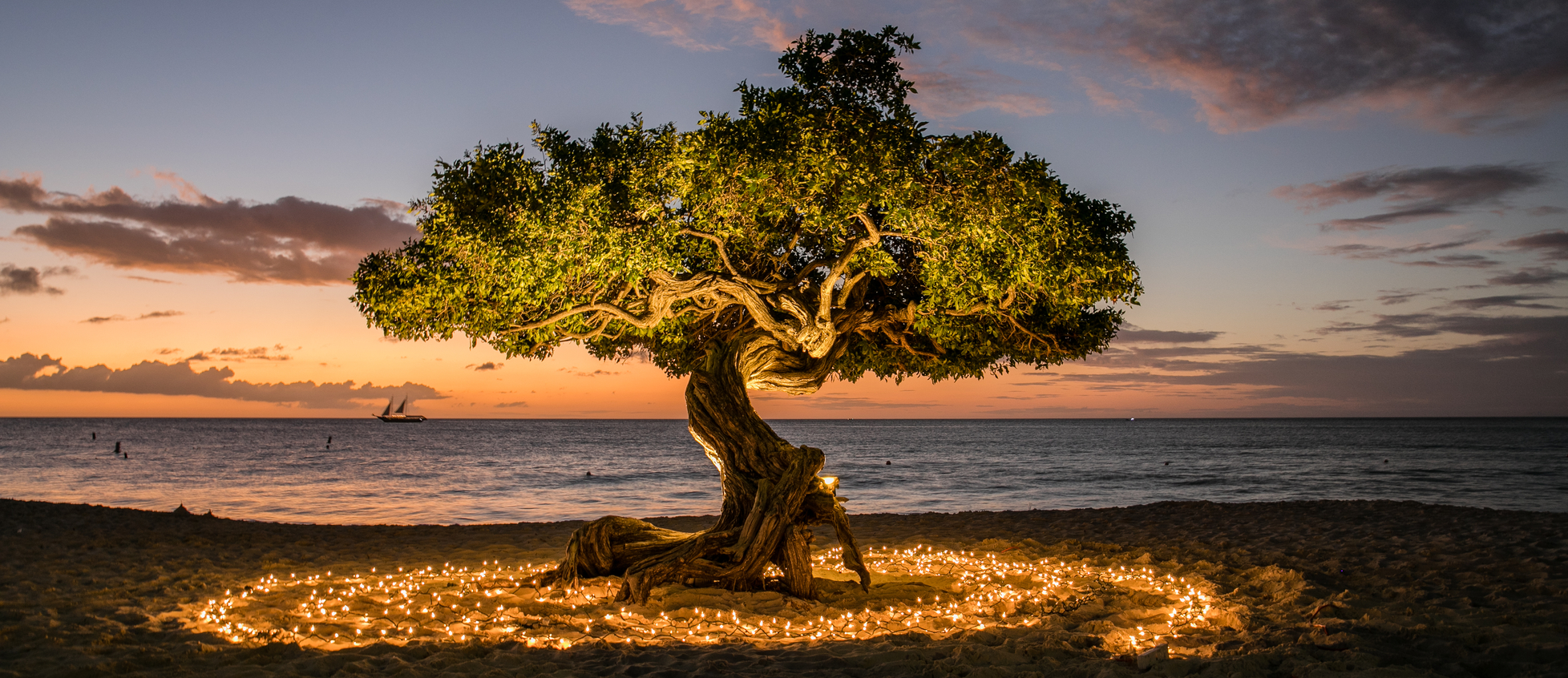 Divi-divi with Christmas lights Aruba