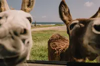 Donkeys on the way to Baby Beach Aruba