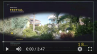 Boardwalk Trupial bird video