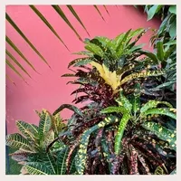 Colorblocking Boardwalk style 🎨🌿💕

#boardwalhotelkaruba #boardwalk #aruba #onehappyisland #hotel #boutiquehotel #oasis #inbloom #plants #treesanctuary #coconutplantation #colorblocking #itsajungleoutthere #colorfuldesign #hotelgarden #gardenlove #color #colour #colourpop