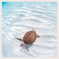 Turtle Thursday 🐢💚

#boardwalhotelkaruba #boardwalk #aruba #onehappyisland #hotel #boutiquehotel #turtle #sealife #seaturtle #caribbean #ocean #sea #turtlethursday #turtletuesday #turtlesanyday