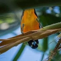 Close-up of a vibrant orange and black tropical bird perched upside down on a branch