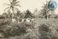 Boardwalk Coconut plantation