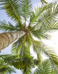 Palm trees on Palm Beach Aruba