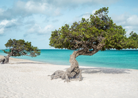 Divi divi tree on Eagle beach
