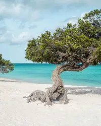 Divi divi tree on Eagle beach