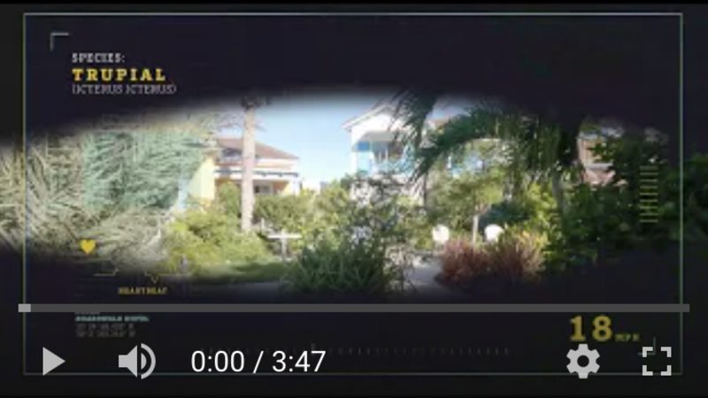 Boardwalk Trupial bird video